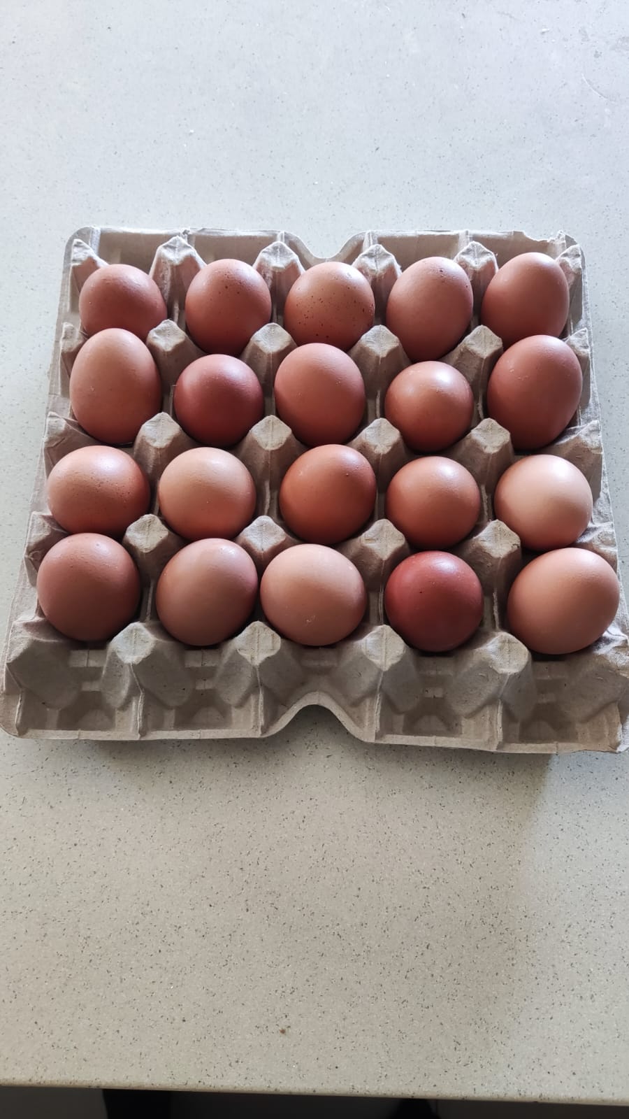 Huevos Jumbo Color